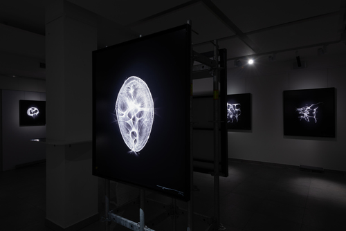 Wojciech Dziedzic - _WDF4159_MRJL_NEY_12.04.19.jpg